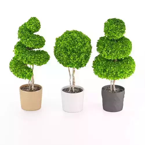 Collection of Boxwood trees in Ceramic Pots