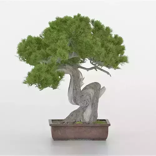 Pine Bonsai Tree