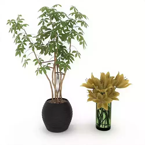 Yellow Lilly Flower and Pachira Aquatica in Pot