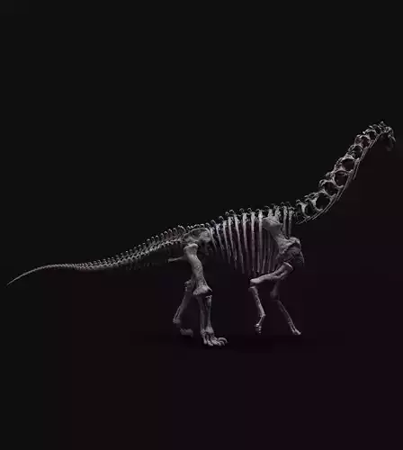 CAMARASAURUS SKELETON