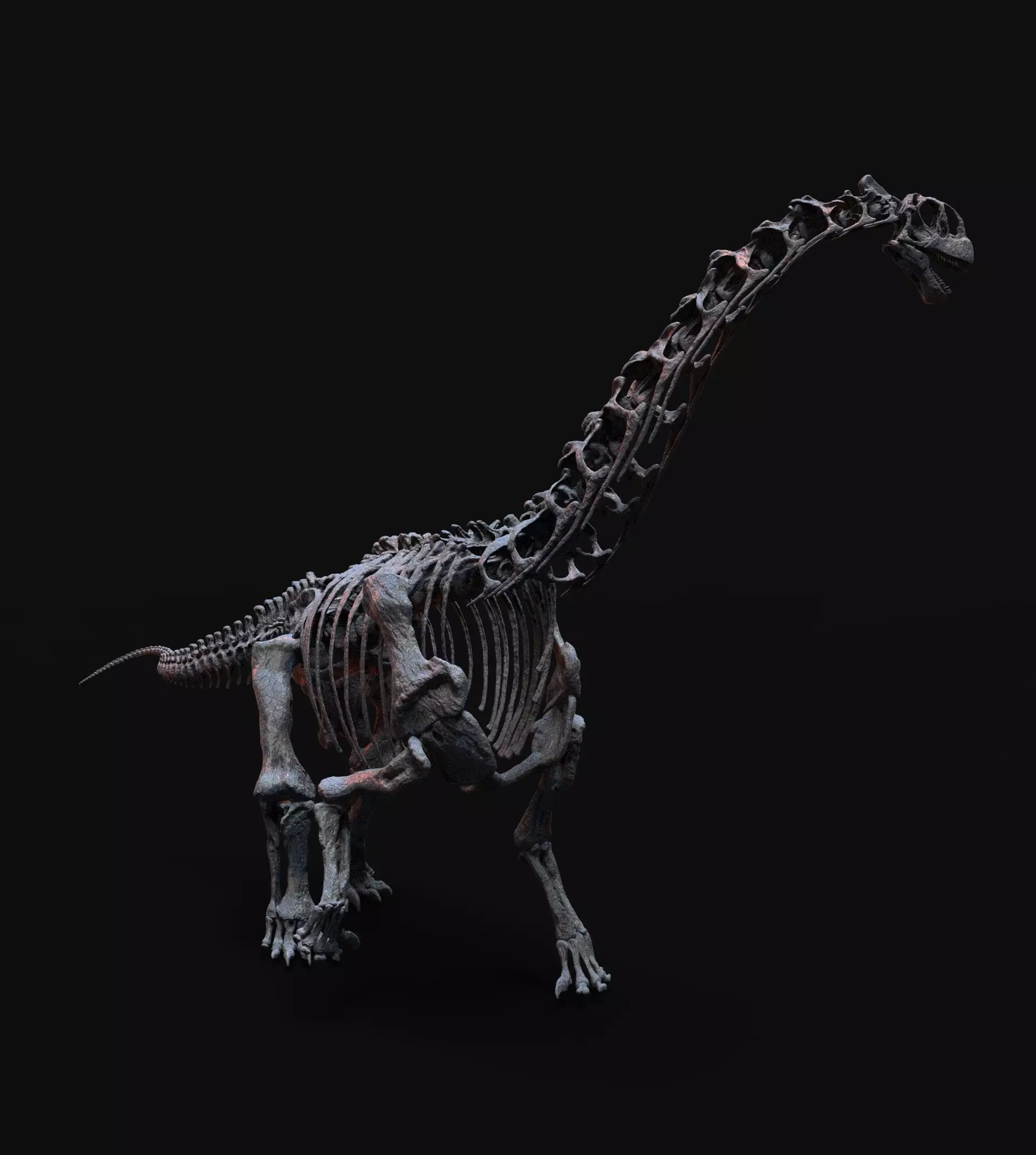 CAMARASAURUS SKELETON 3D print model_5