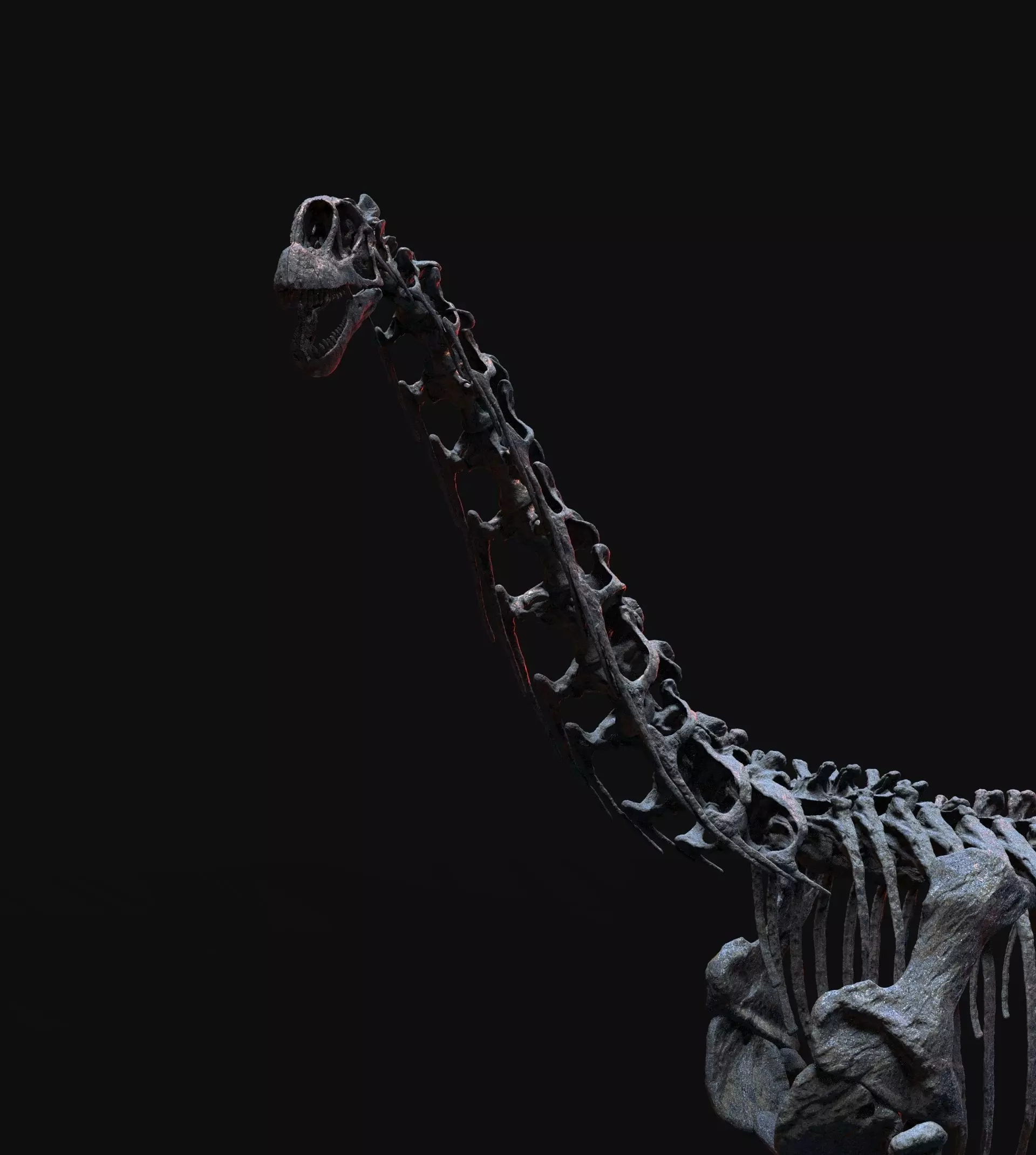 CAMARASAURUS SKELETON 3D print model_8