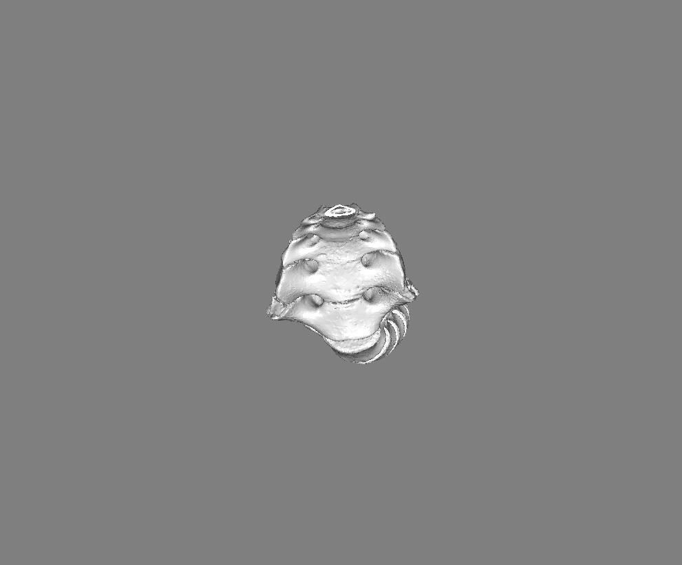 bones silver head 3D print model_5