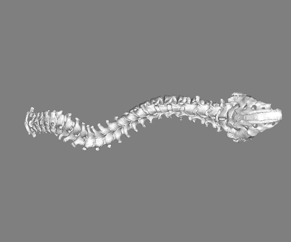 bones silver head 3D print model_1