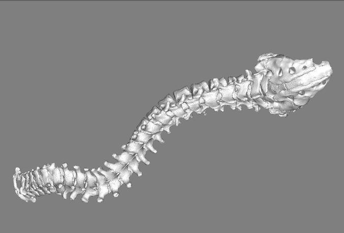 bones silver head 3D print model