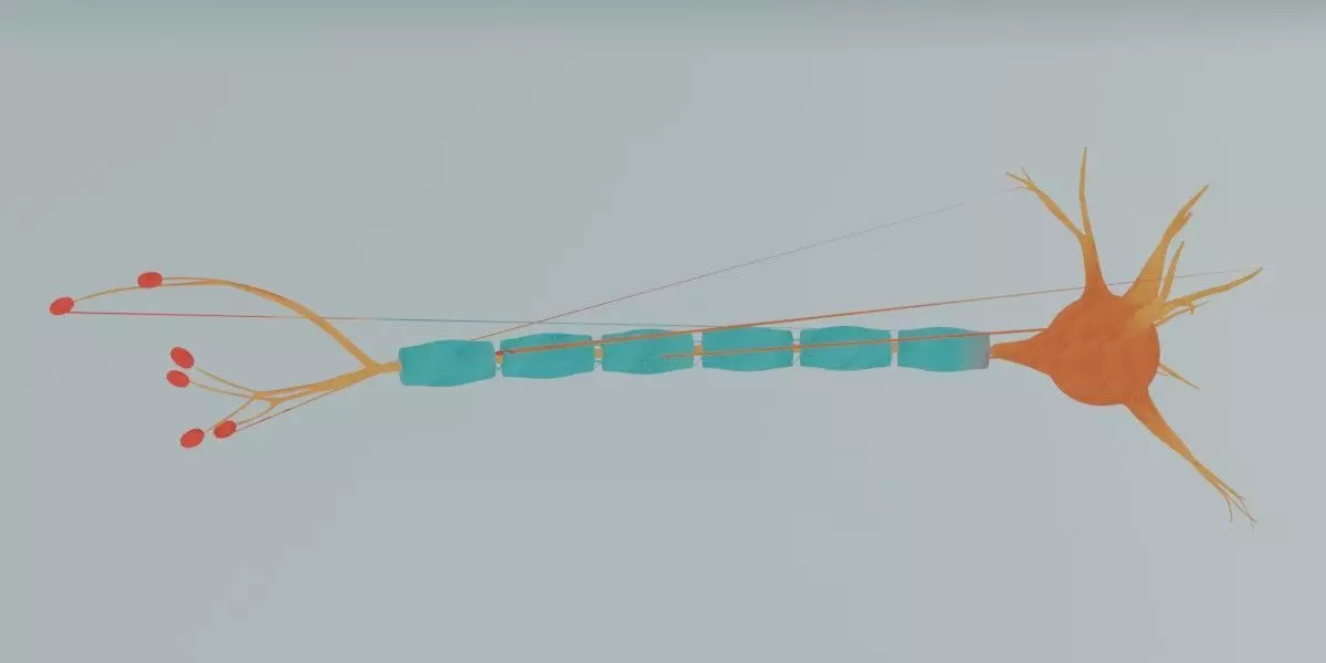 Realistic Neuron Cell 3D Model Detailed Nerve Cell Anatomy 3D model_1