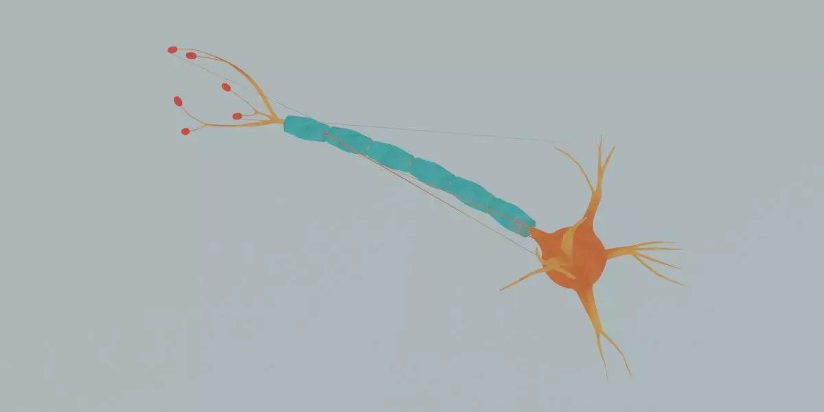 Realistic Neuron Cell 3D Model Detailed Nerve Cell Anatomy 3D model_8