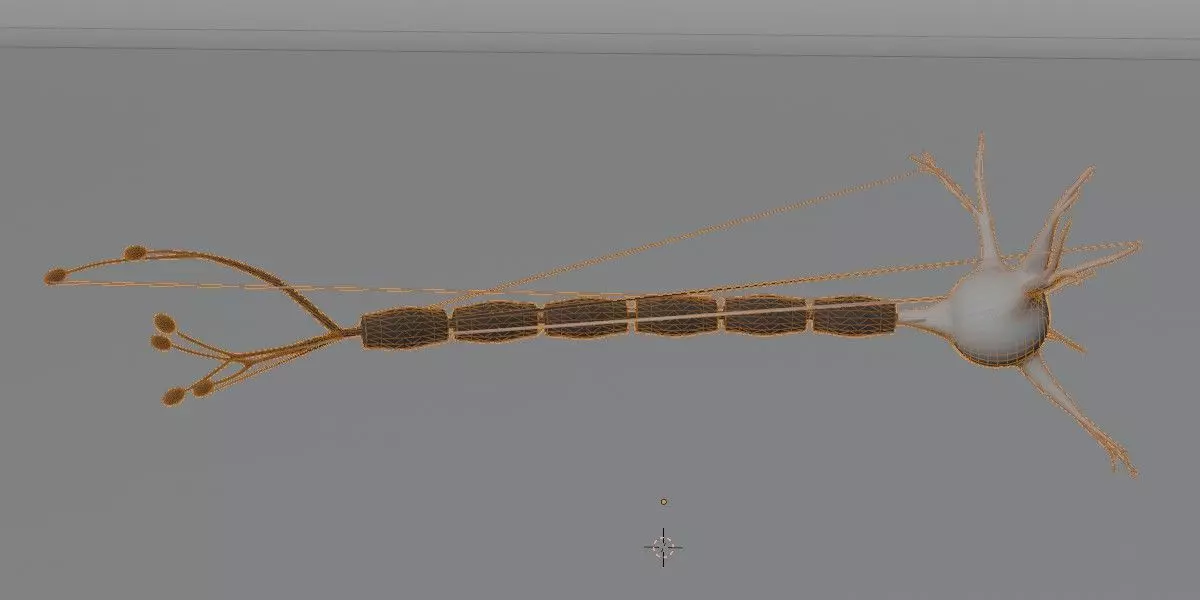 Realistic Neuron Cell 3D Model Detailed Nerve Cell Anatomy 3D model_9