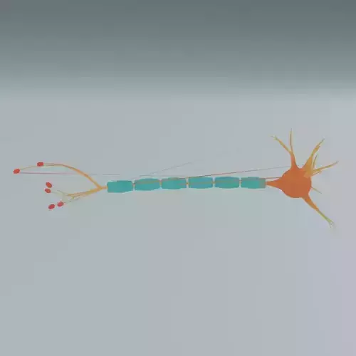 Realistic Neuron Cell 3D Model Detailed Nerve Cell Anatomy