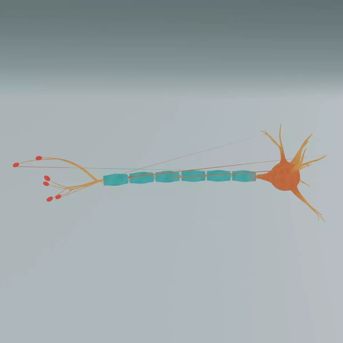 Realistic Neuron Cell 3D Model Detailed Nerve Cell Anatomy 3D model_0