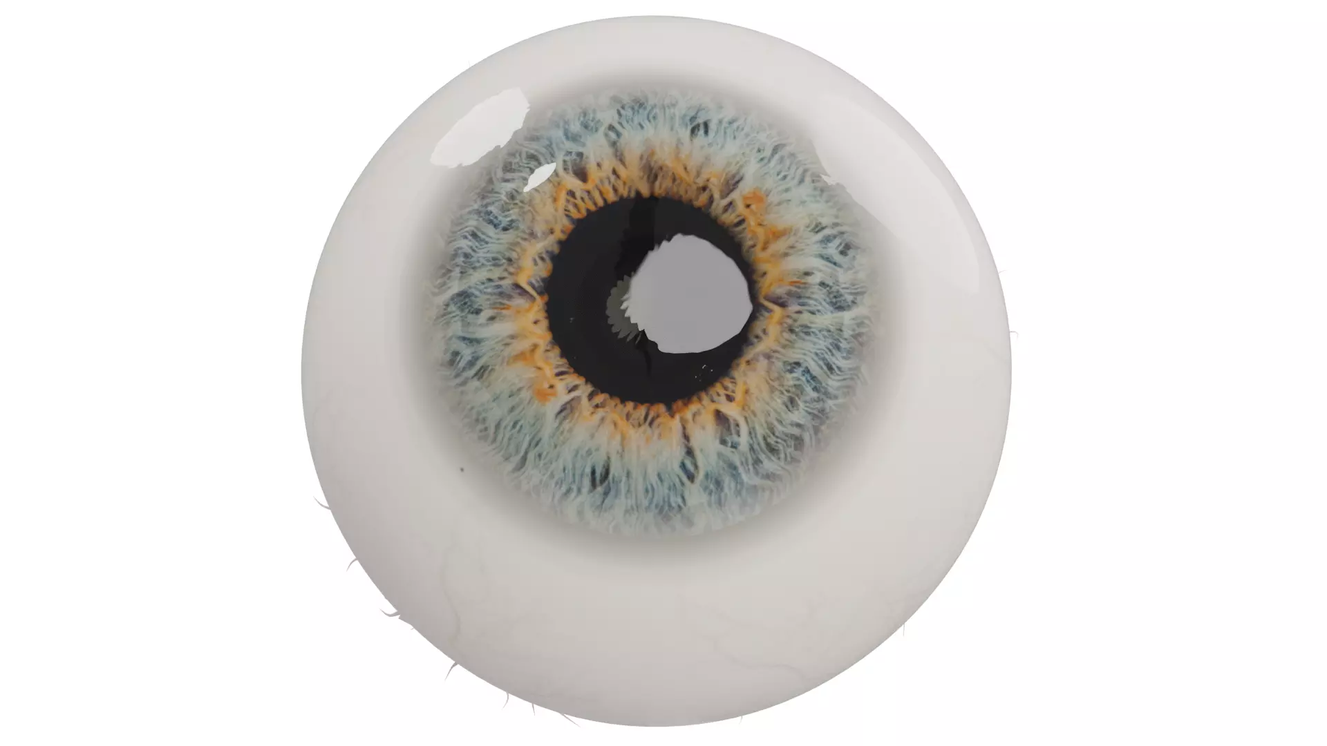 Eyeball 3D model_1
