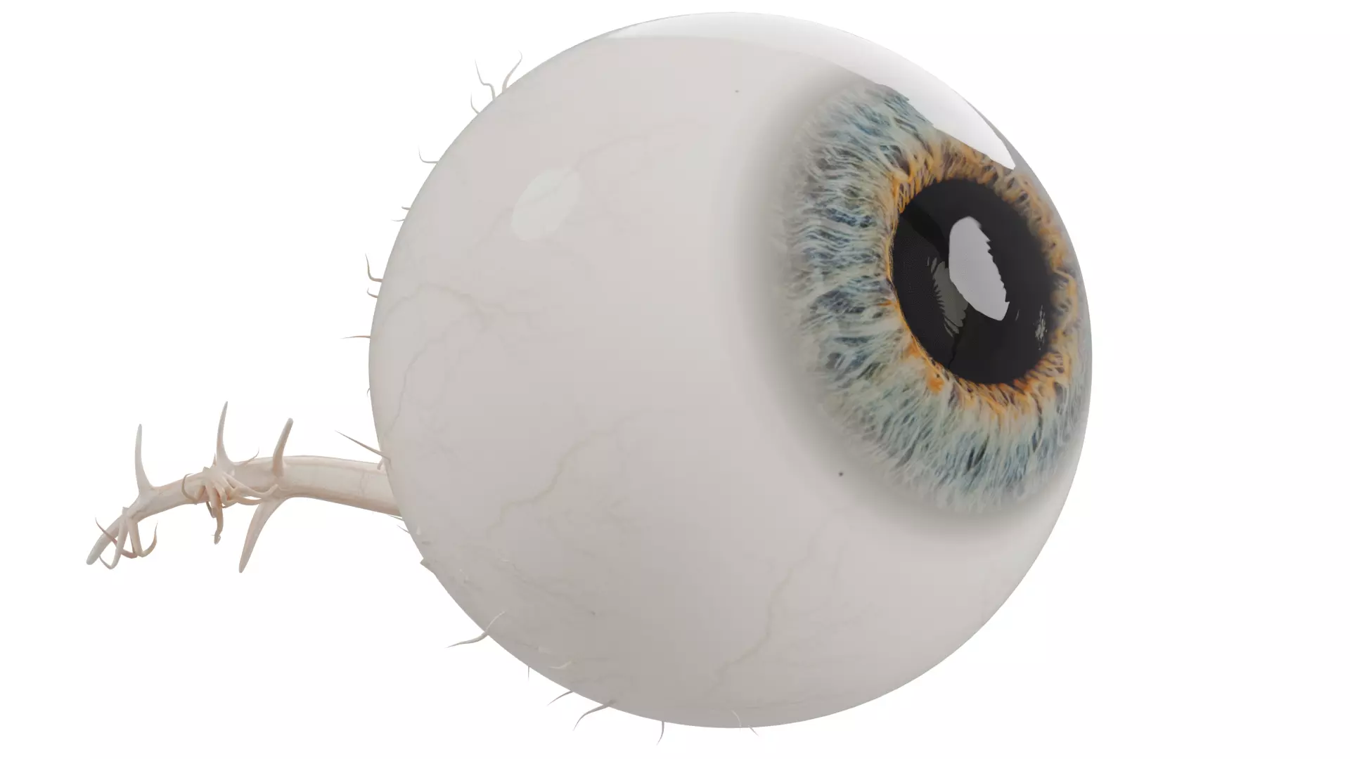 Eyeball 3D model_0