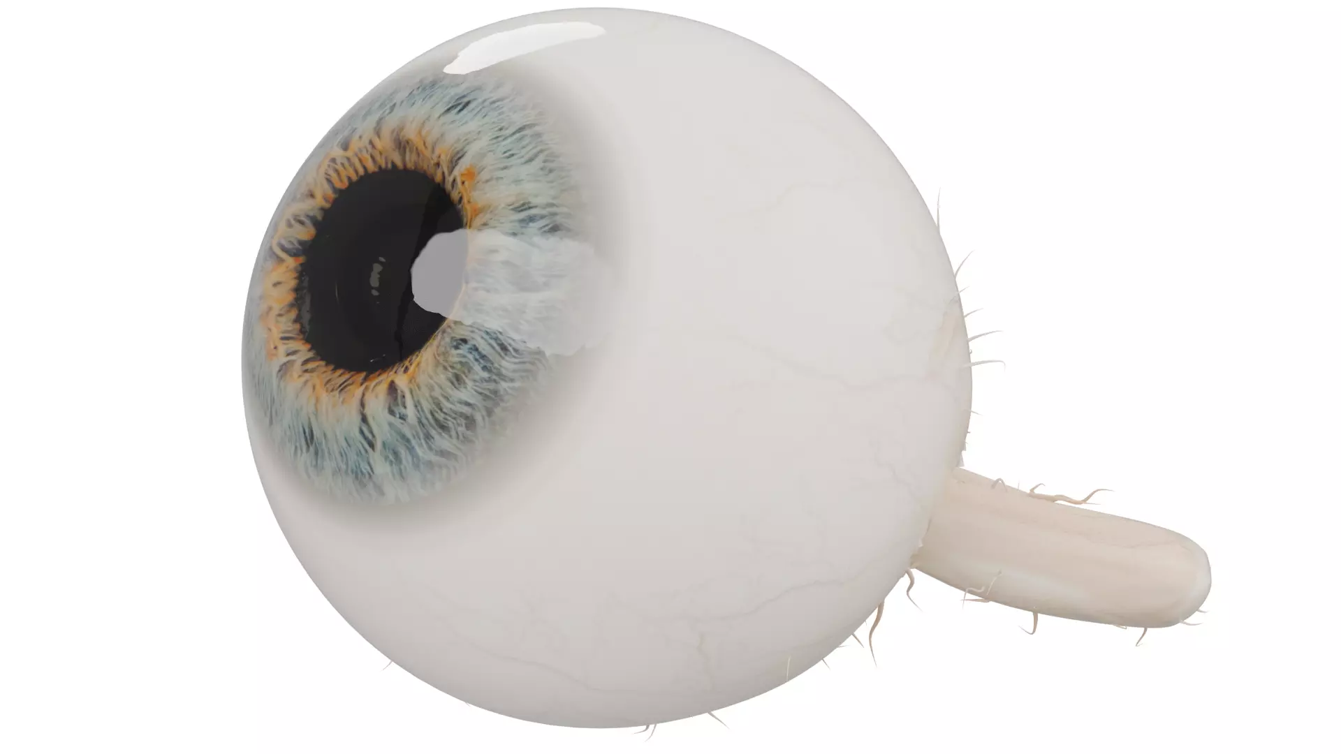 Eyeball 3D model_2