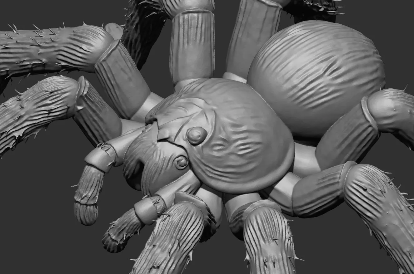 Tarantula Spider 100mm resin miniature-pre supported 3D print model_7