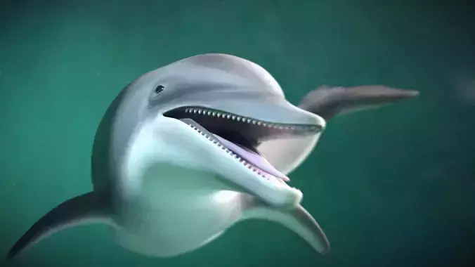 Bottlenose Dolphin 3D Model Version 2 00