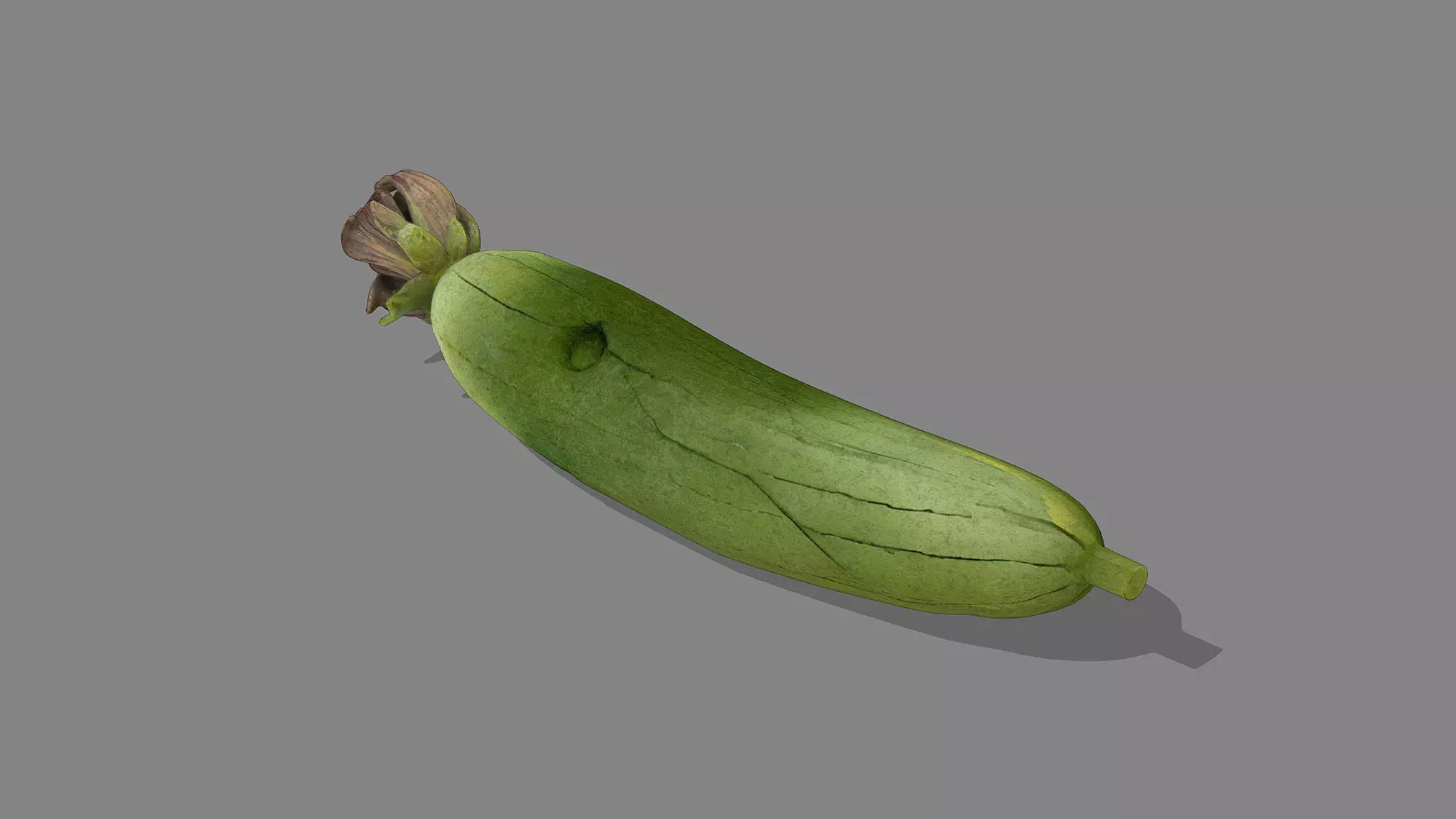 Luffa Low-poly 3D model