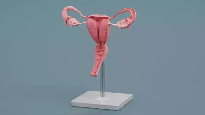 -Uterus Model-