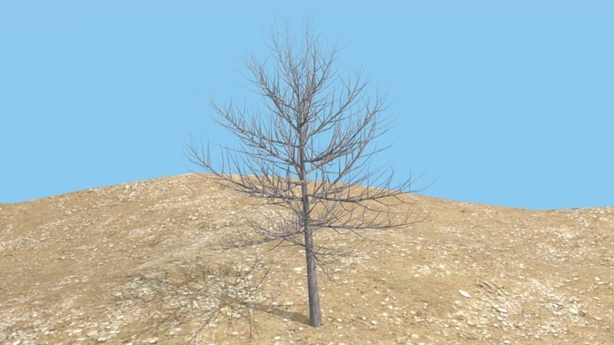 Dried tree Free 3D model