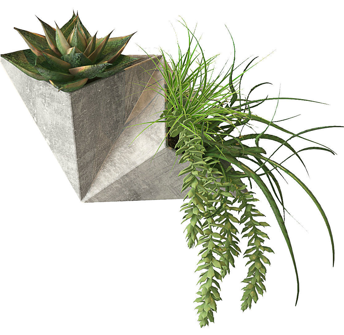 Plant on the wall Low-poly 3D model_2