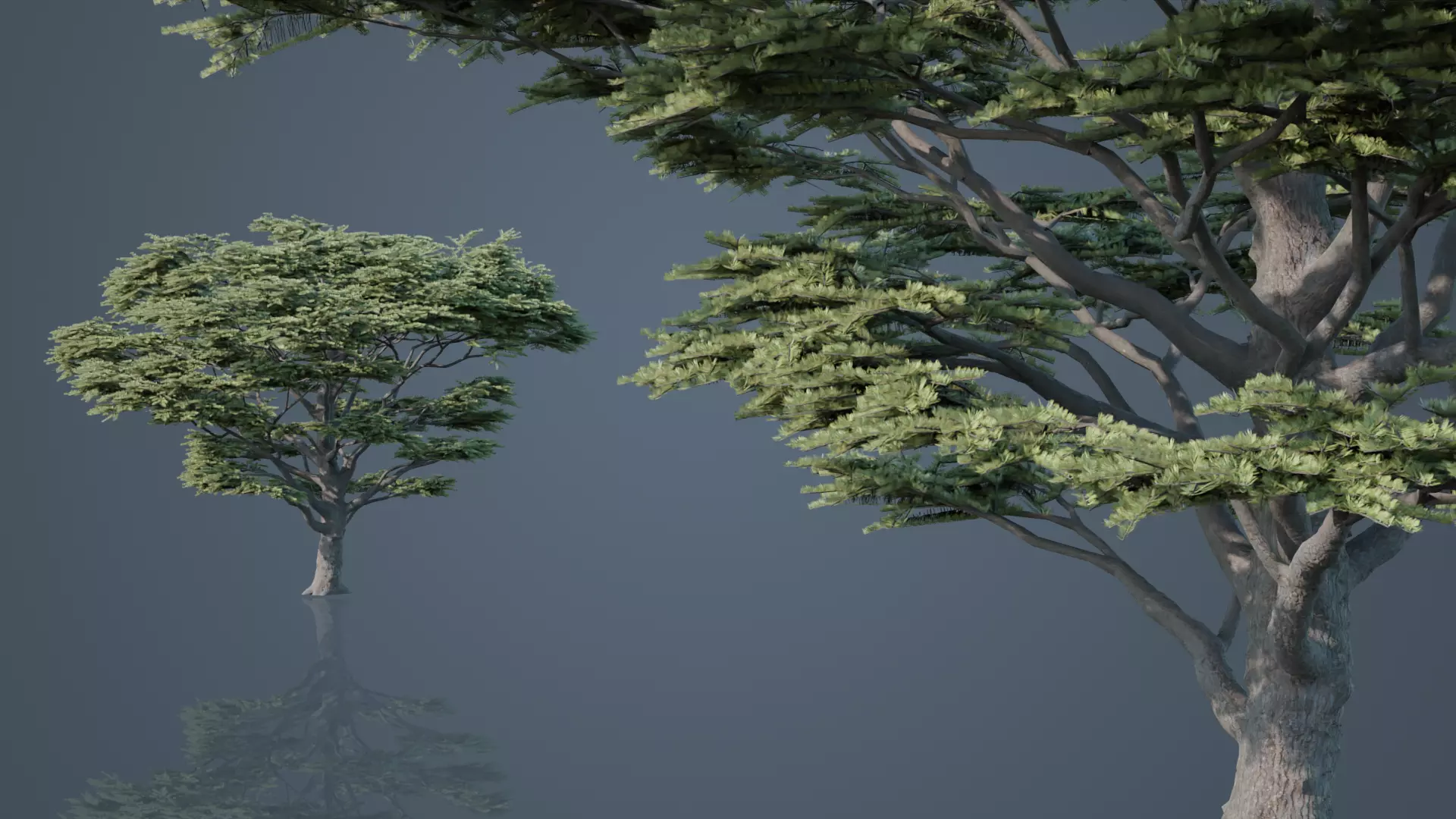Cedrus Libani Big Cedar Trees Free 3D model_2