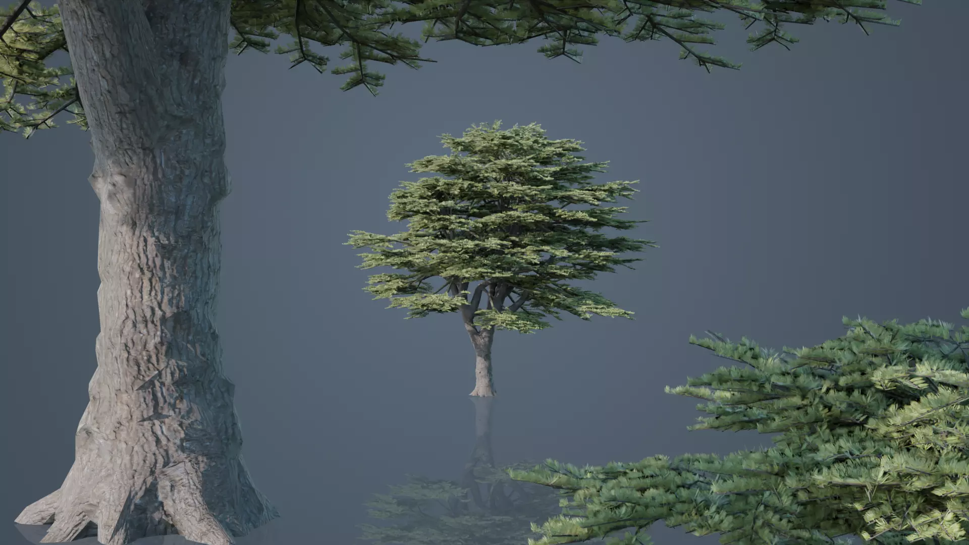 Cedrus Libani Big Cedar Trees Free 3D model_3