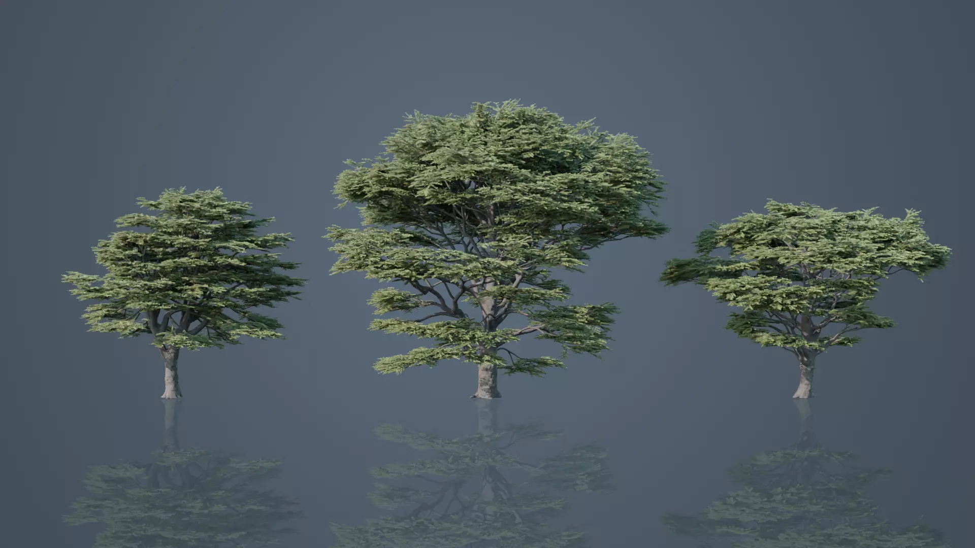 Cedrus Libani Big Cedar Trees Free 3D model_0
