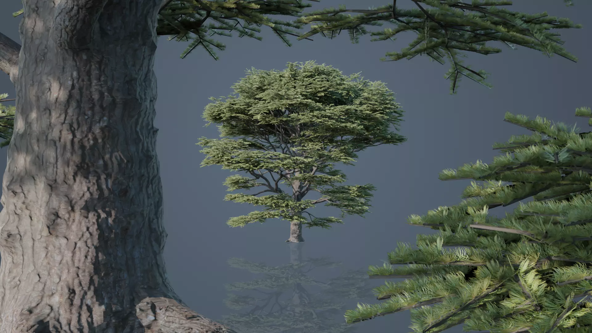 Cedrus Libani Big Cedar Trees Free 3D model_1