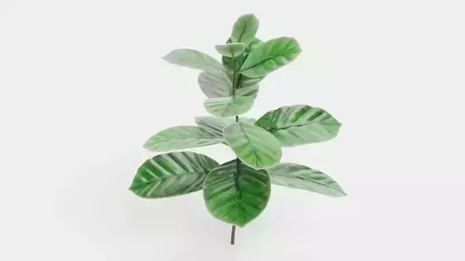 -Arabica Coffee Plant-