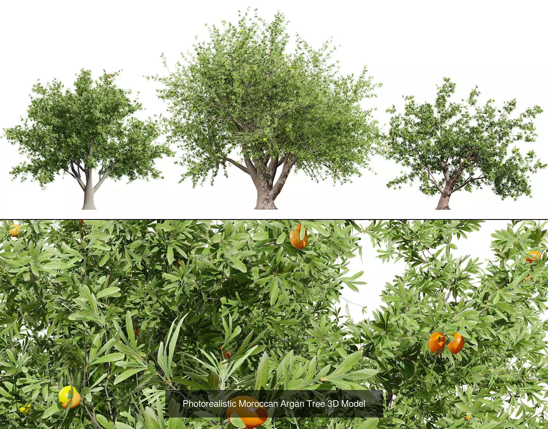 Moroccan Tree Pack Plants and Arid Flora 3d Collection _11