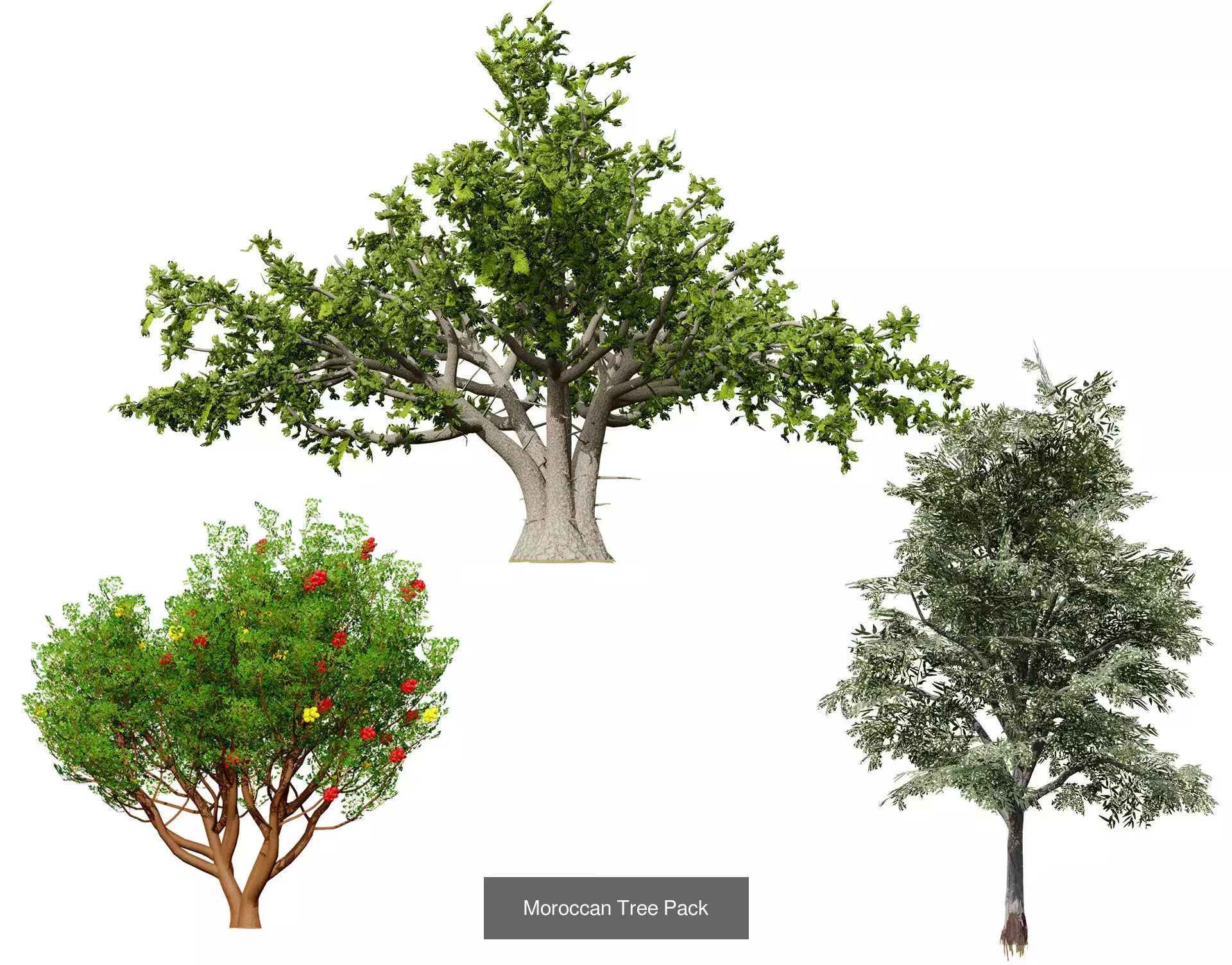 Moroccan Tree Pack Plants and Arid Flora 3d Collection _27