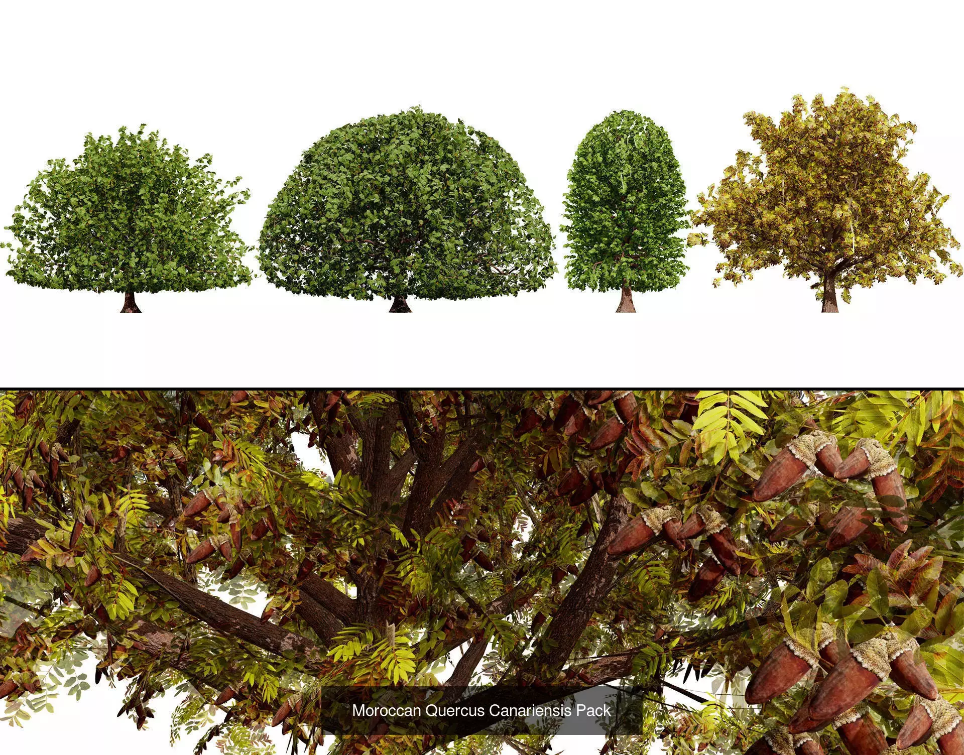 Moroccan Tree Pack Plants and Arid Flora 3d Collection _23