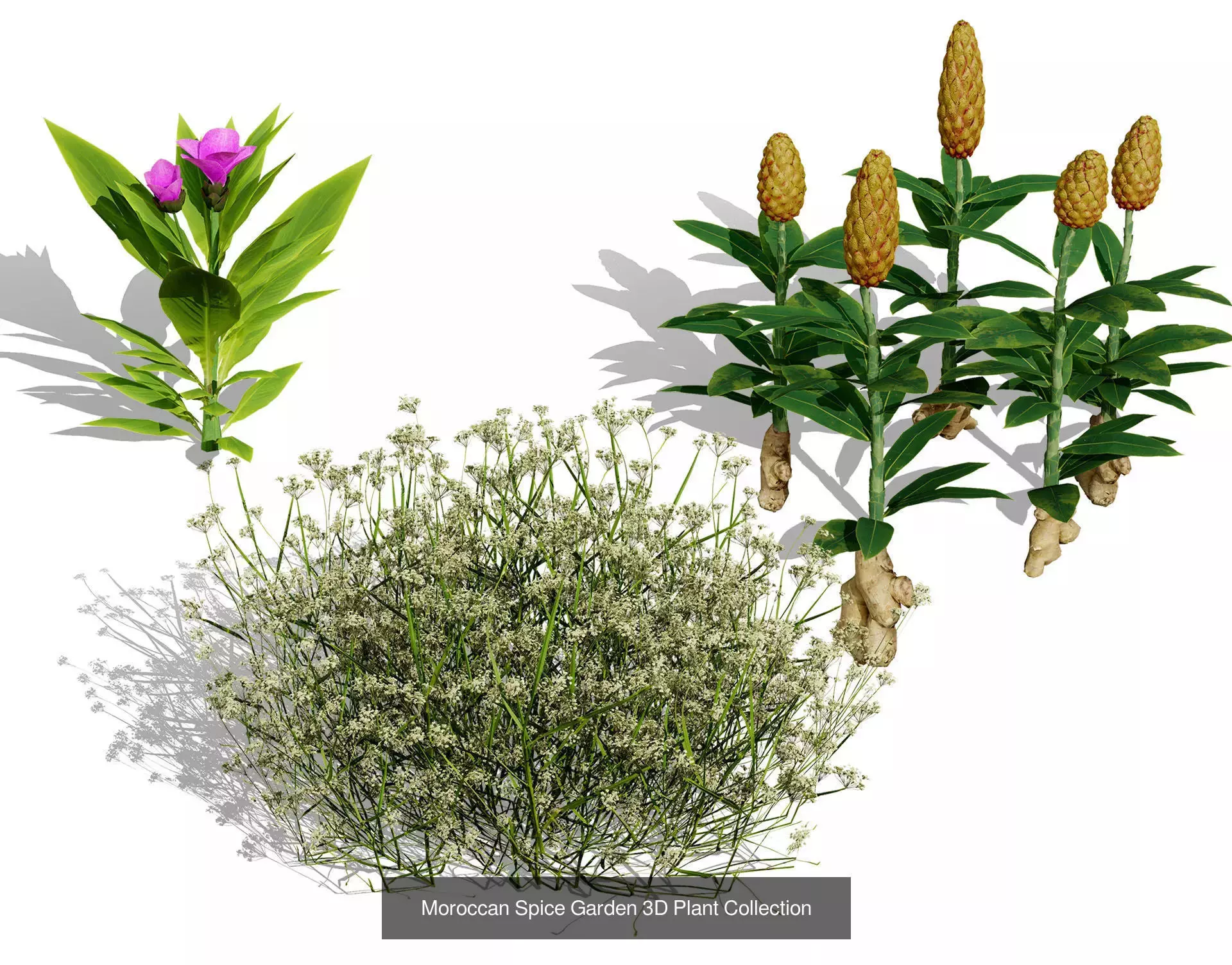 Moroccan Tree Pack Plants and Arid Flora 3d Collection _17