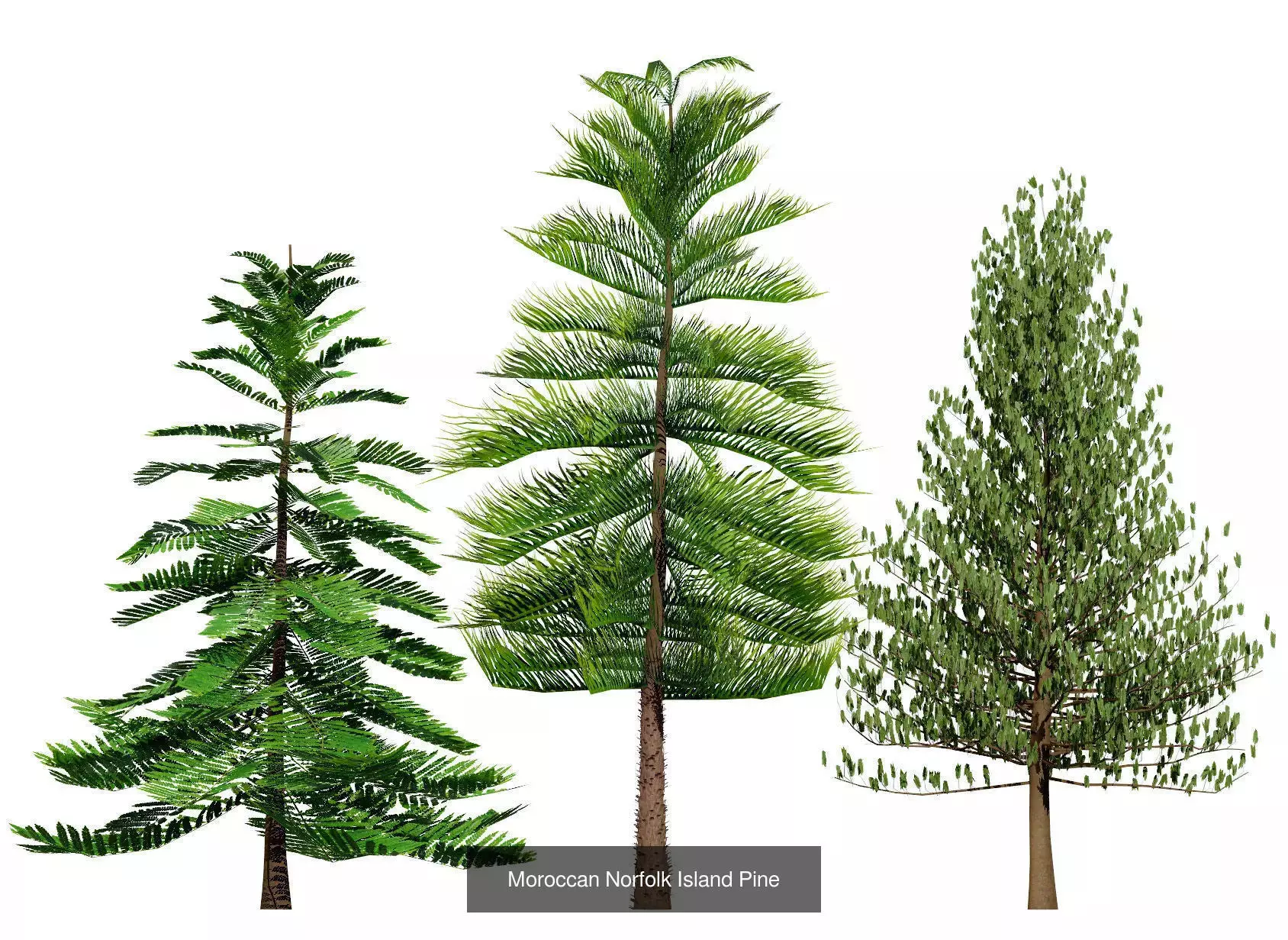 Moroccan Tree Pack Plants and Arid Flora 3d Collection _21