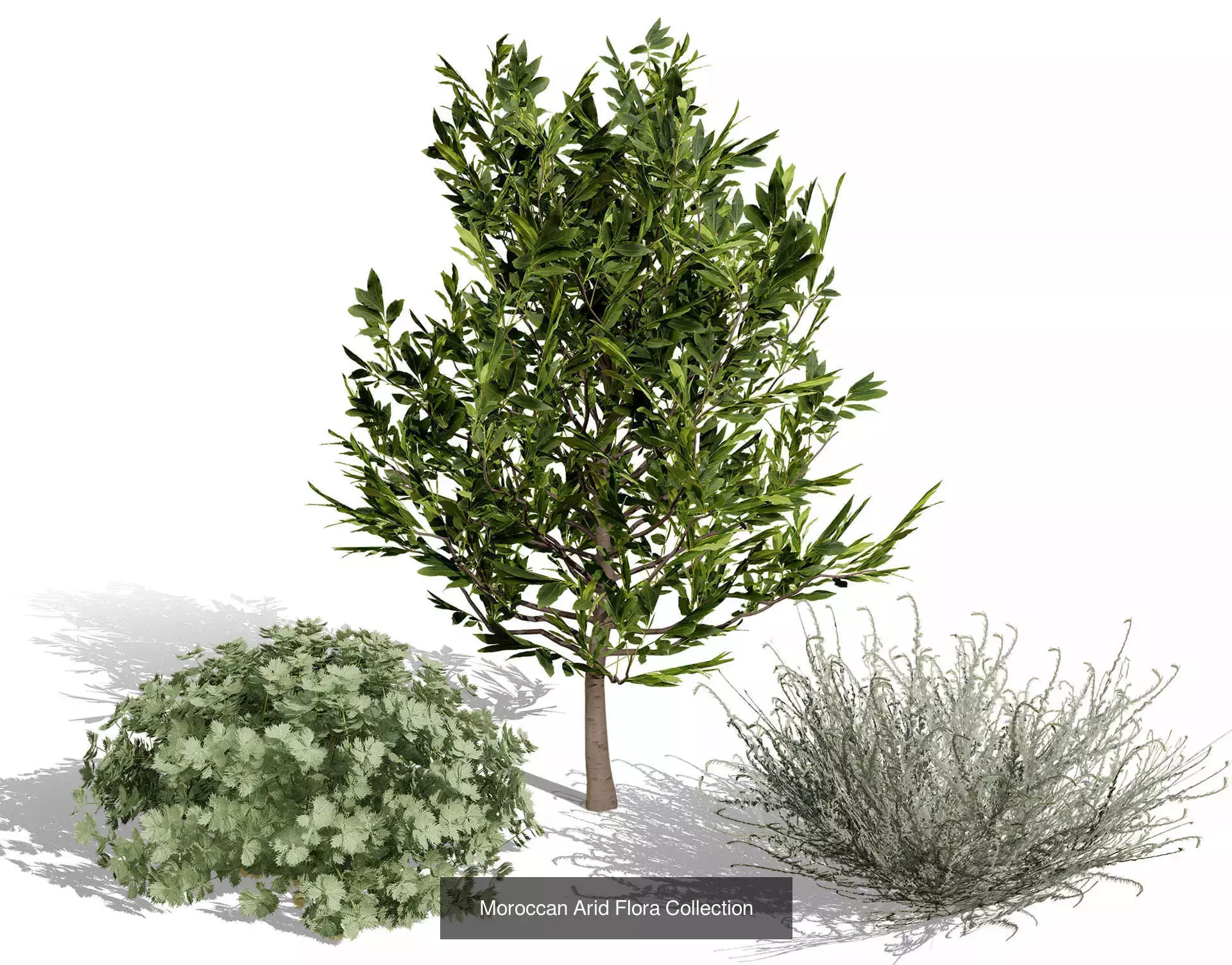 Moroccan Tree Pack Plants and Arid Flora 3d Collection _28