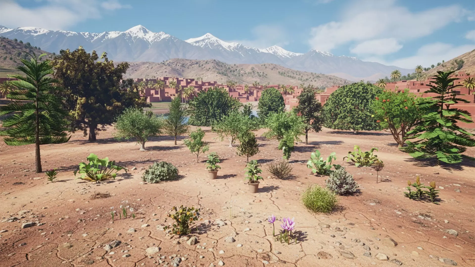 Moroccan Tree Pack Plants and Arid Flora 3d Collection _26