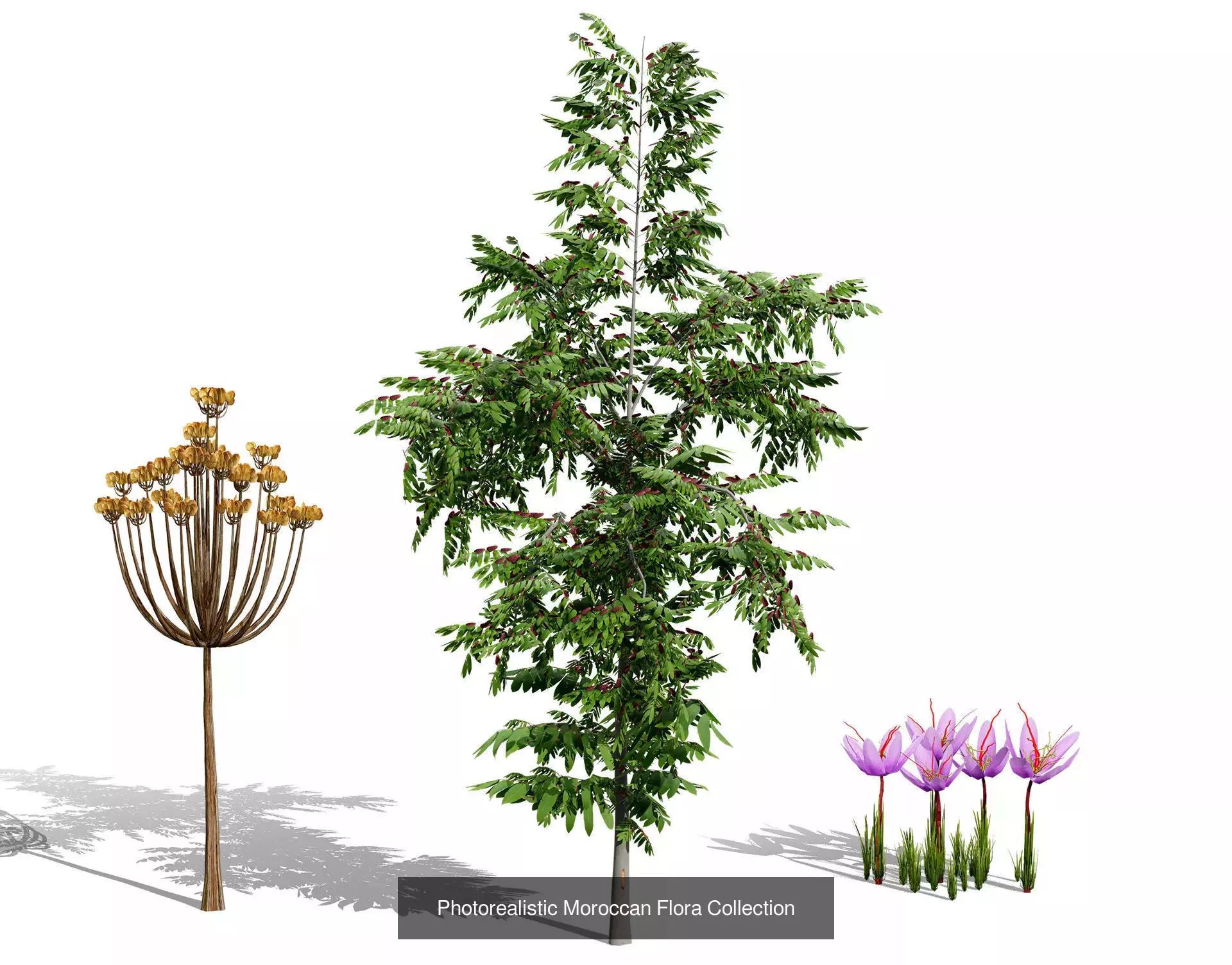 Moroccan Tree Pack Plants and Arid Flora 3d Collection _13