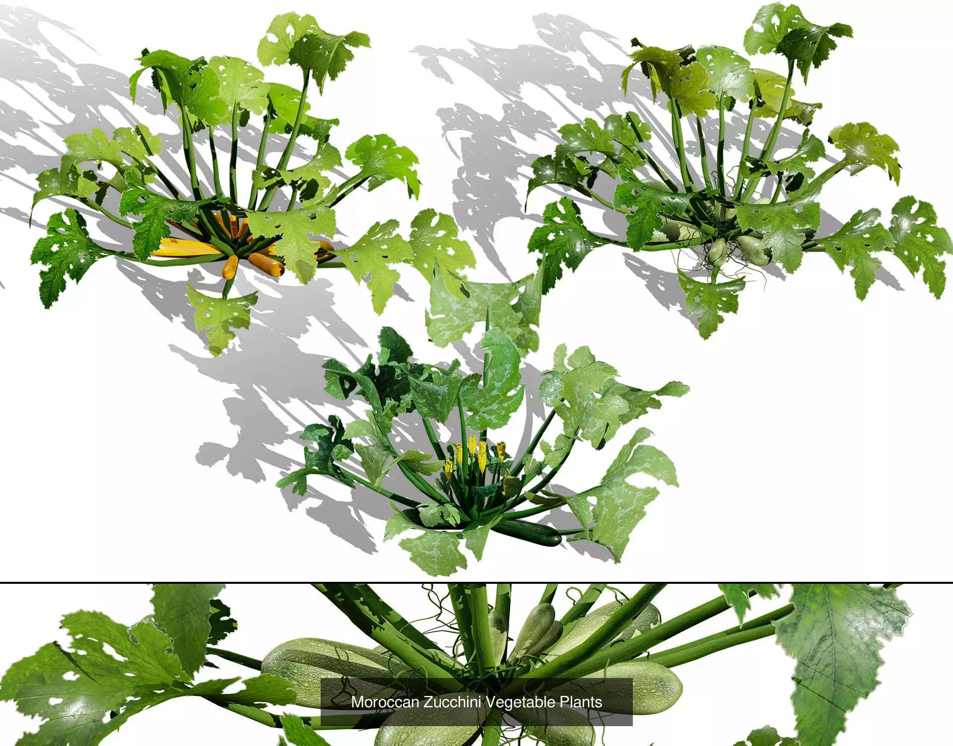 Moroccan Tree Pack Plants and Arid Flora 3d Collection _19