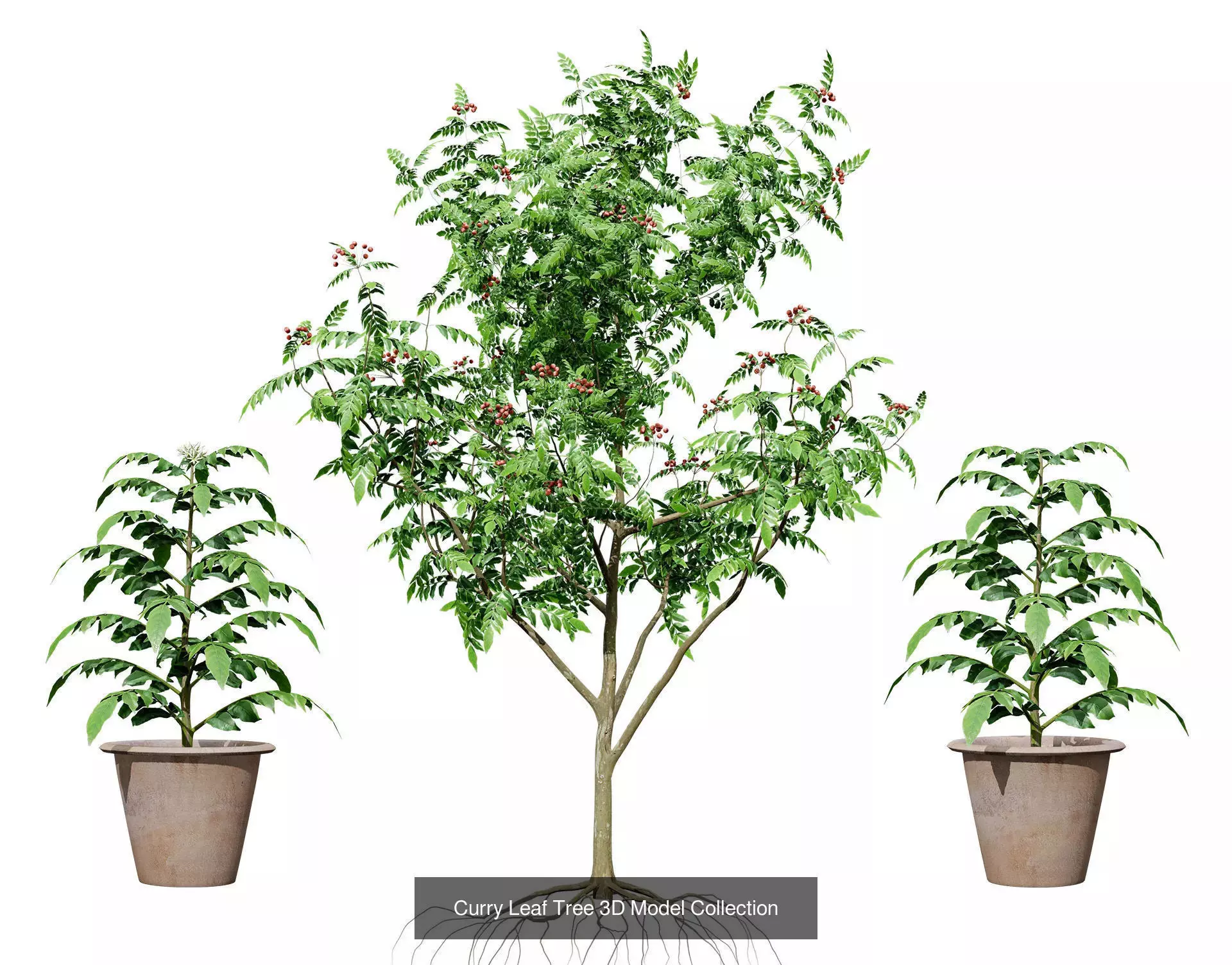 Moroccan Tree Pack Plants and Arid Flora 3d Collection _25