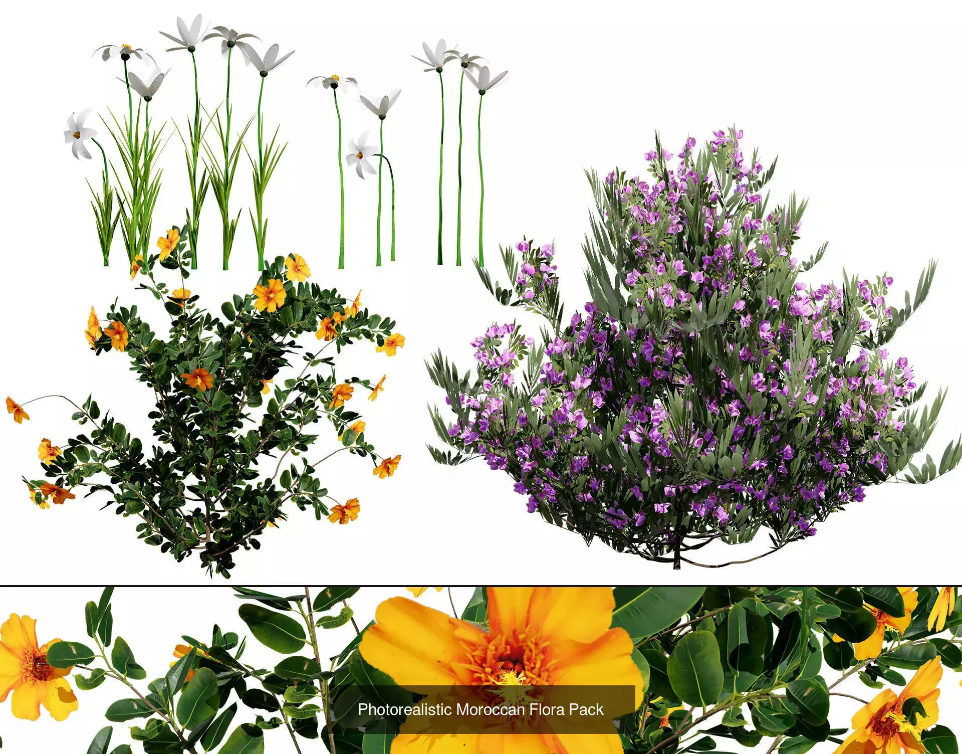 Moroccan Tree Pack Plants and Arid Flora 3d Collection _15