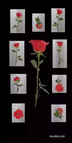 Rose Flower 3D Model