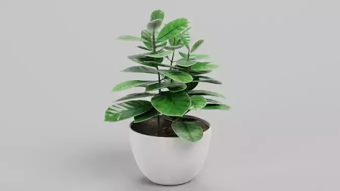 -Arabica Coffee Plant in Pot-