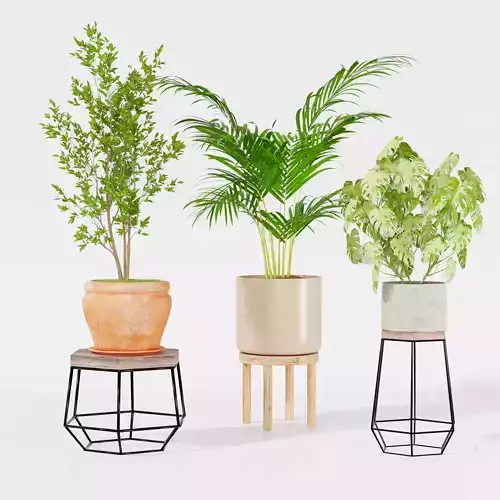 Indoor plant collection 18