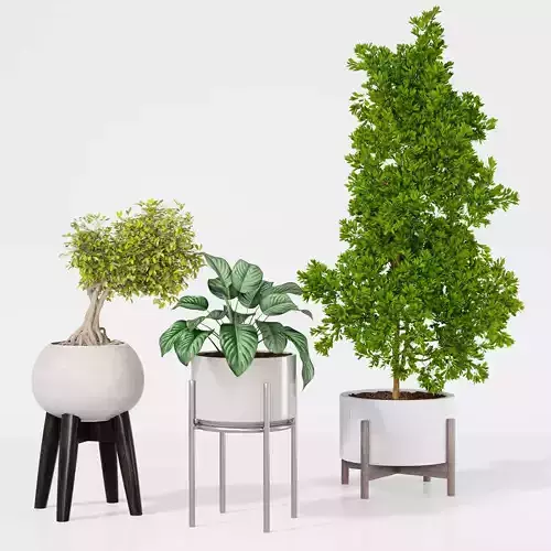 Indoor plant collection 12