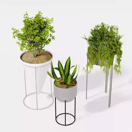 Indoor plant collection 19