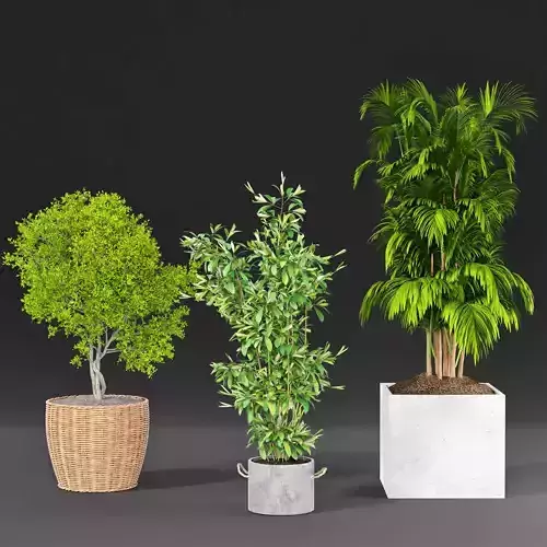Indoor plant collection 20