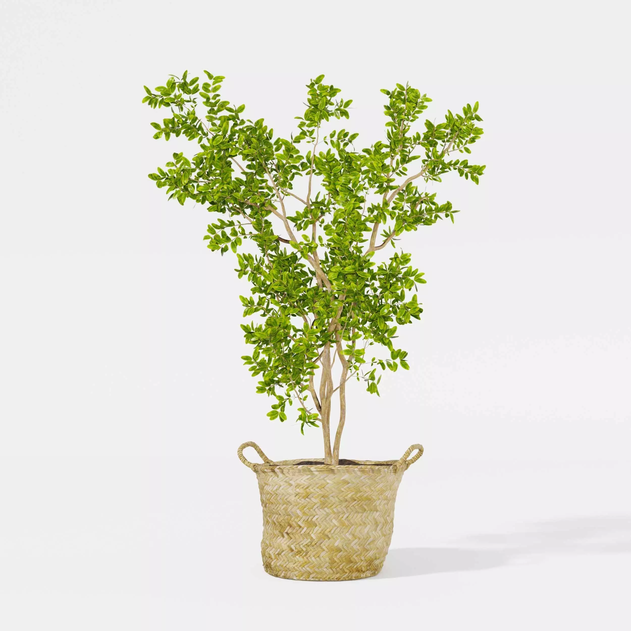 Indoor plant collection 21 3D model_3