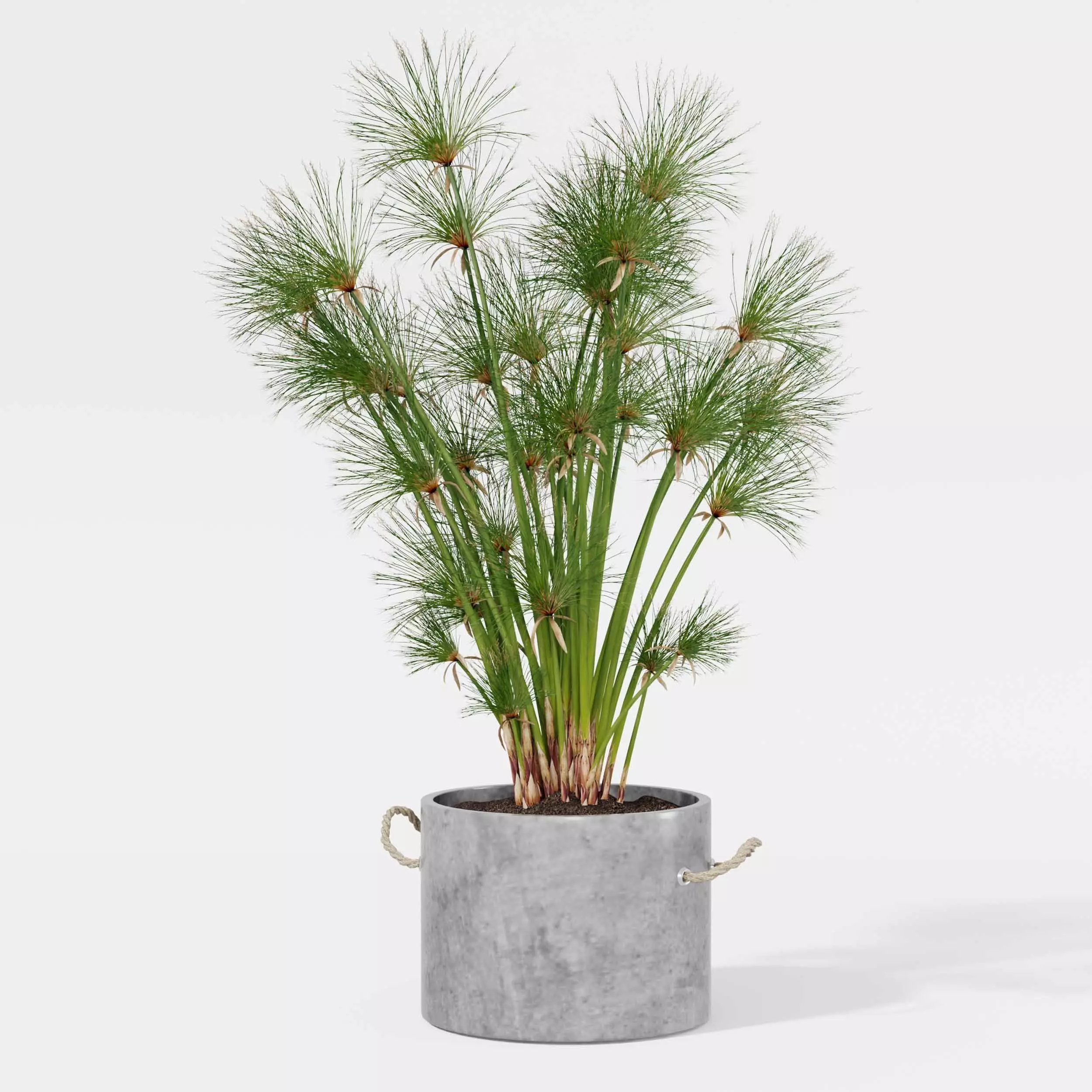 Indoor plant collection 21 3D model_4