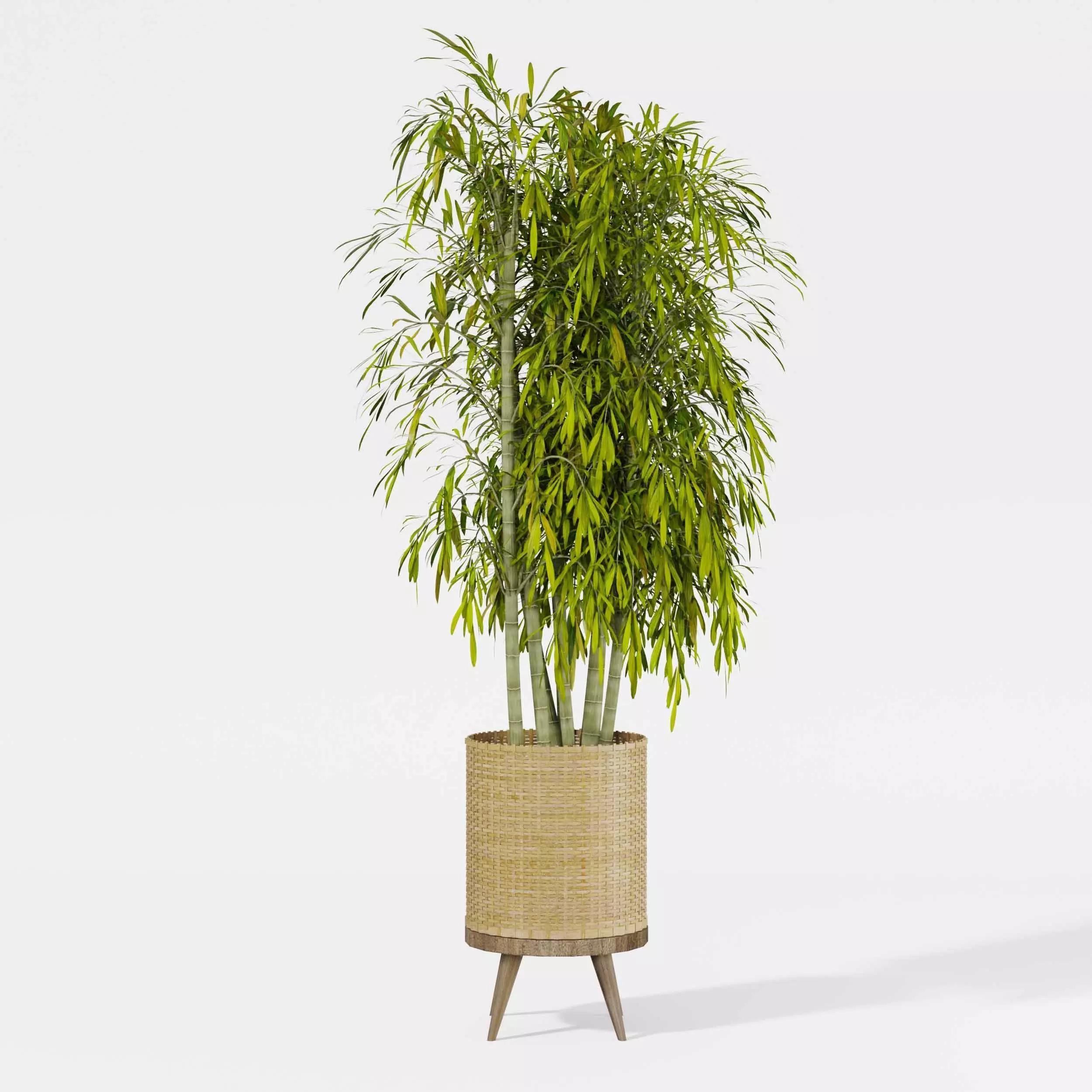 Indoor plant collection 21 3D model_2