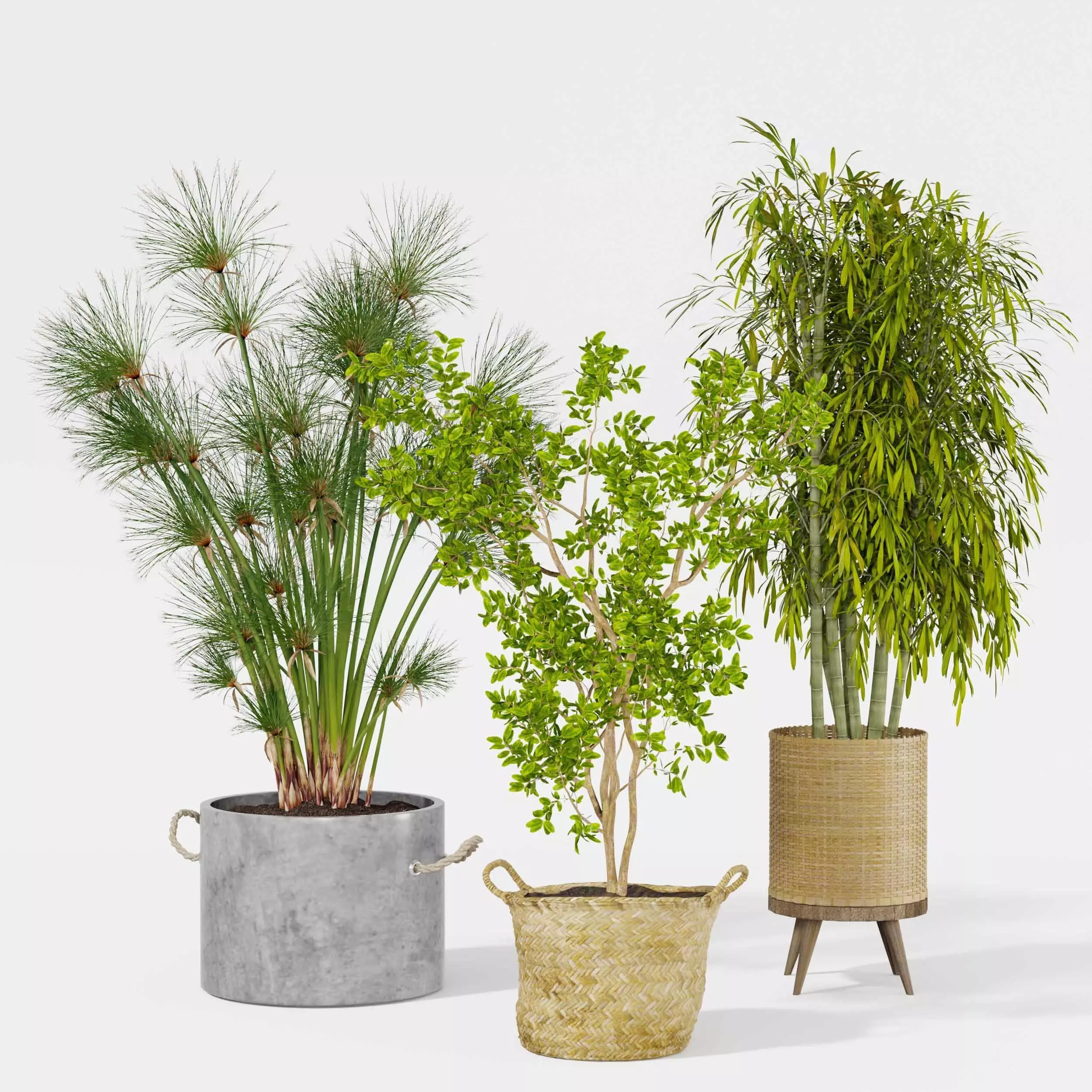 Indoor plant collection 21 3D model_1