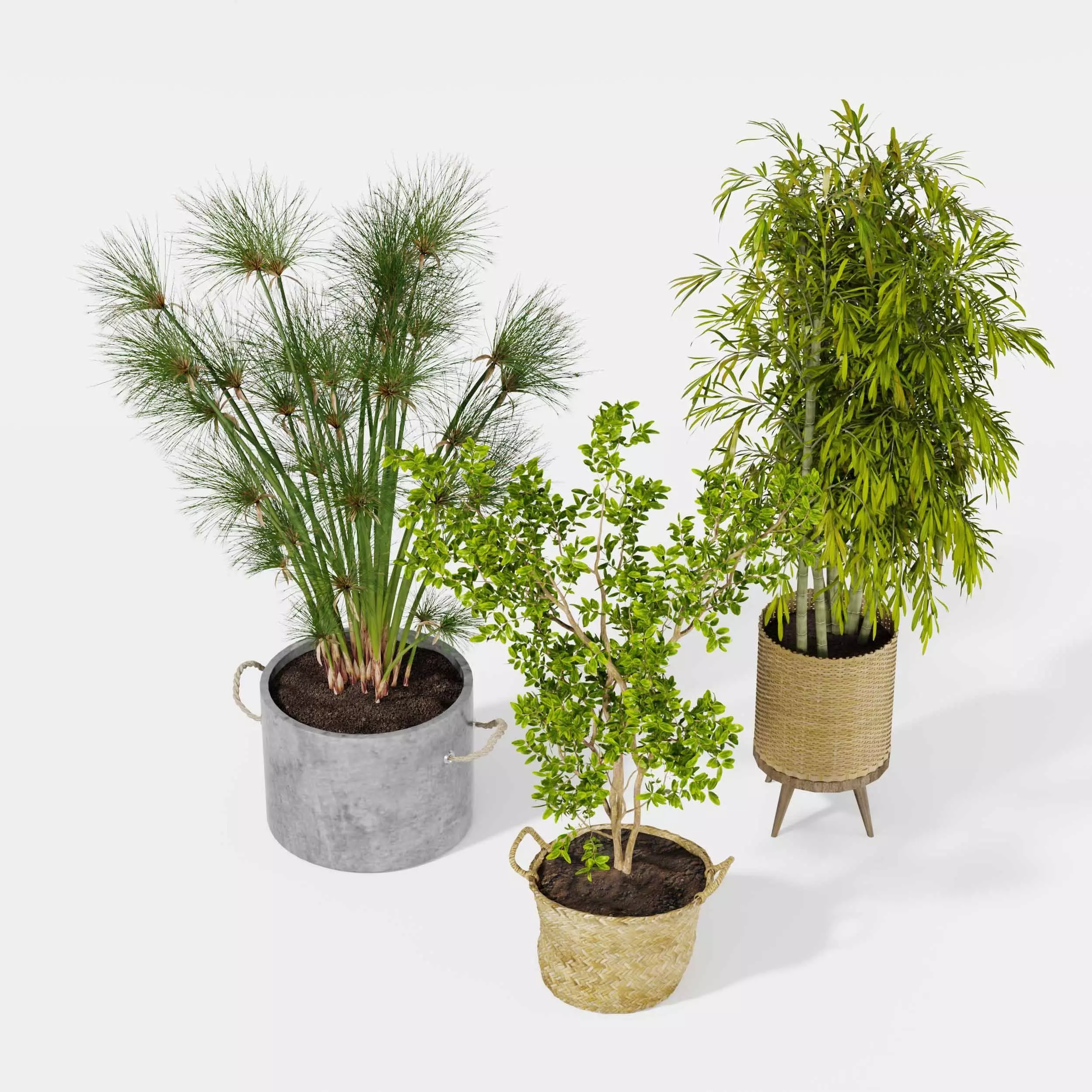 Indoor plant collection 21 3D model_0